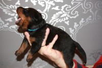 /album/pups/a2e-nestje-dag-11-028-jpg/